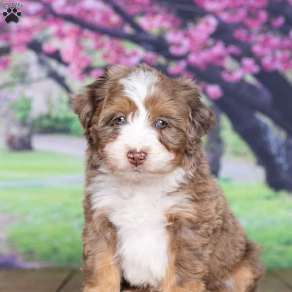 Teddy, Mini Bernedoodle Puppy